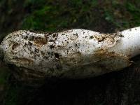 Amanita whetstoneae image