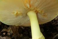 Amanita banningiana image