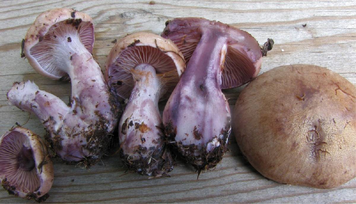 Cortinarius porphyropus image