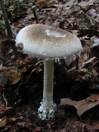 Amanita onusta image