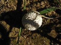 Lycoperdon echinatum image