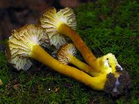 Hygrocybe caespitosa image