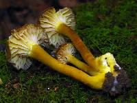 Hygrocybe caespitosa image