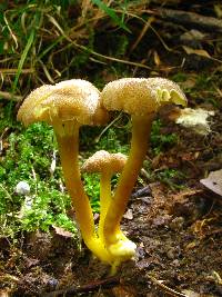 Hygrocybe caespitosa image