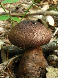 Cortinarius squamulosus image