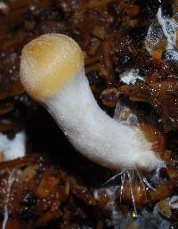 Psilocybe weraroa image