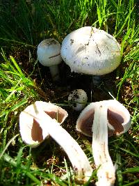 Agaricus californicus image