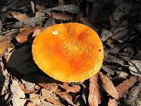 Amanita flavoconia var. inquinata image