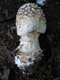 Amanita excelsa image