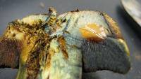 Boletus rhodosanguineus image