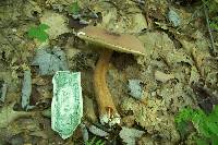 Tylopilus rubrobrunneus image