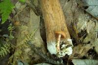 Tylopilus rubrobrunneus image