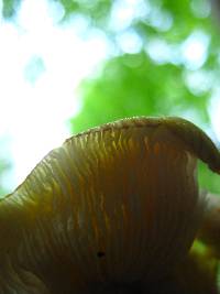 Pluteus flavofuligineus image