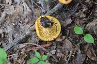 Lactarius croceus image