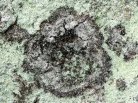 Lepraria eburnea image