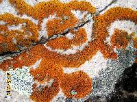 Xanthoria elegans image