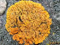 Xanthoria elegans image