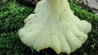 Polyporus umbellatus image