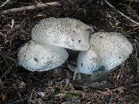 Hygrophorus caeruleus image