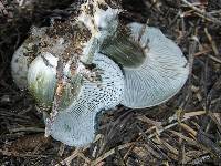 Hygrophorus caeruleus image