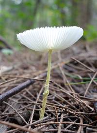 Leucocoprinus fragilissimus image