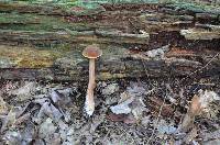 Austroboletus gracilis image