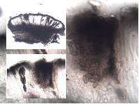 Laeviomyces pertusariicola image