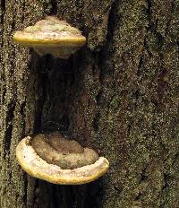 Fomitopsis ochracea image