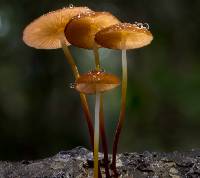 Marasmius cohaerens image