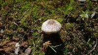 Agaricus placomyces image