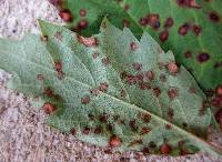 Guignardia bidwellii image