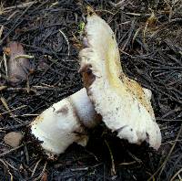 Agaricus moronii image