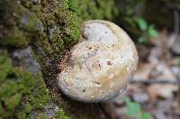 Fomitopsis ochracea image