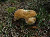 Inonotus dryadeus image