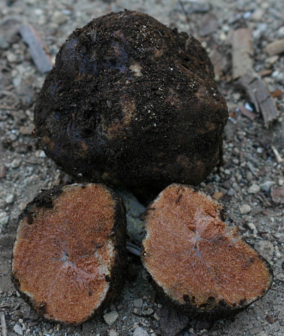 Gautieria parksiana image