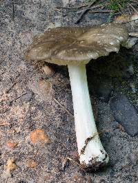 Megacollybia rodmanii image