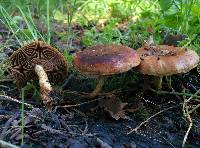 Pholiota highlandensis image