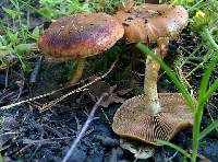 Pholiota highlandensis image