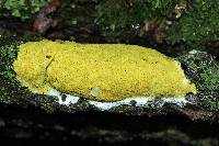 Fuligo septica image