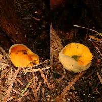 Caloscypha fulgens image
