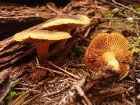 Cortinarius thiersii image