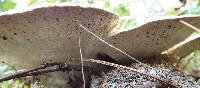 Trametes cubensis image