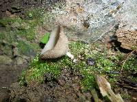 Helvella macropus image