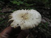 Amanita multisquamosa image