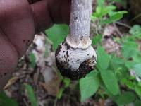 Amanita multisquamosa image