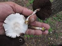 Agaricus silvicola image