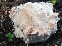Abortiporus biennis image