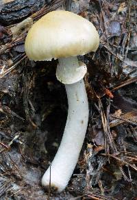 Cortinarius caperatus image