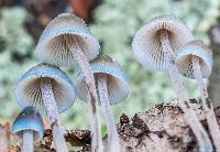 Mycena subcaerulea image