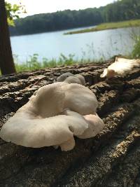 Pleurotus pulmonarius image